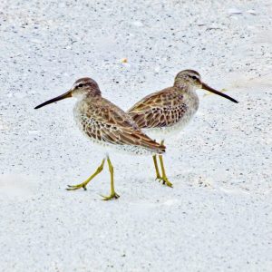 Short-billed Dowitchers-Back to Back at the Beach