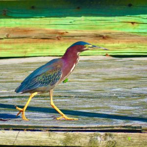Little Green Heron-Colorful Passage