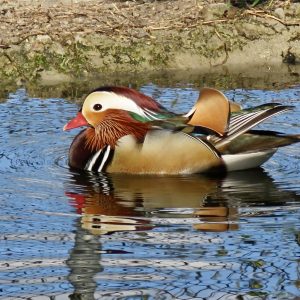 Mandarin Duck-Nature's Masterpiece
