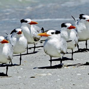 Royal Tern Colony-Coastal Gathering
