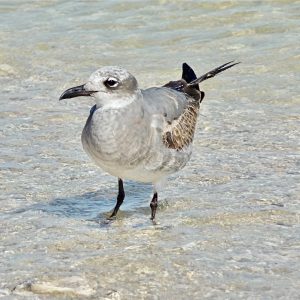 Laughing Gull-Gulf Coast Comedian