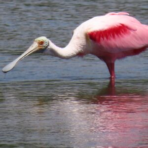 Roseate Spoonbill – Pink Reflections