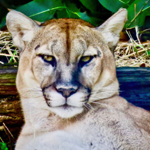 Florida Panther – Face of the Everglades
